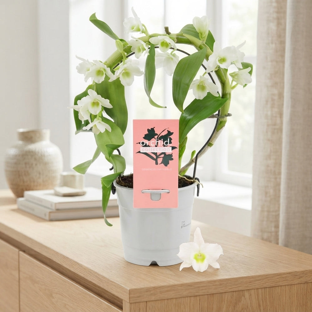 White Dendrobium Nobile Orchid – 12cm Pot