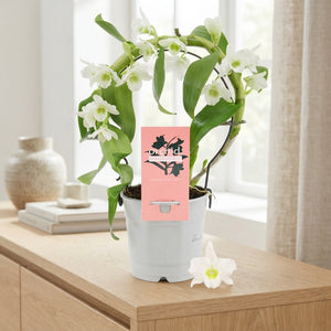 White Dendrobium Nobile Orchid – 12cm Pot