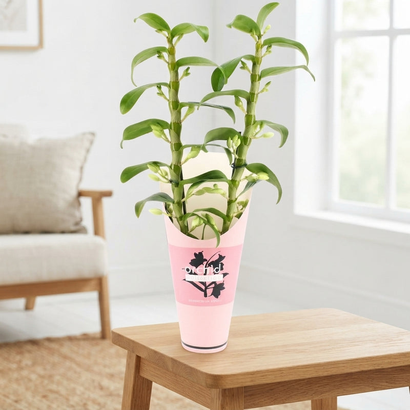 White Dendrobium Nobile Orchid – 12cm Pot
