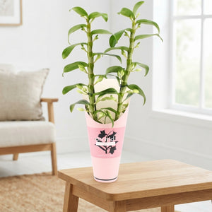 White Dendrobium Nobile Orchid – 12cm Pot