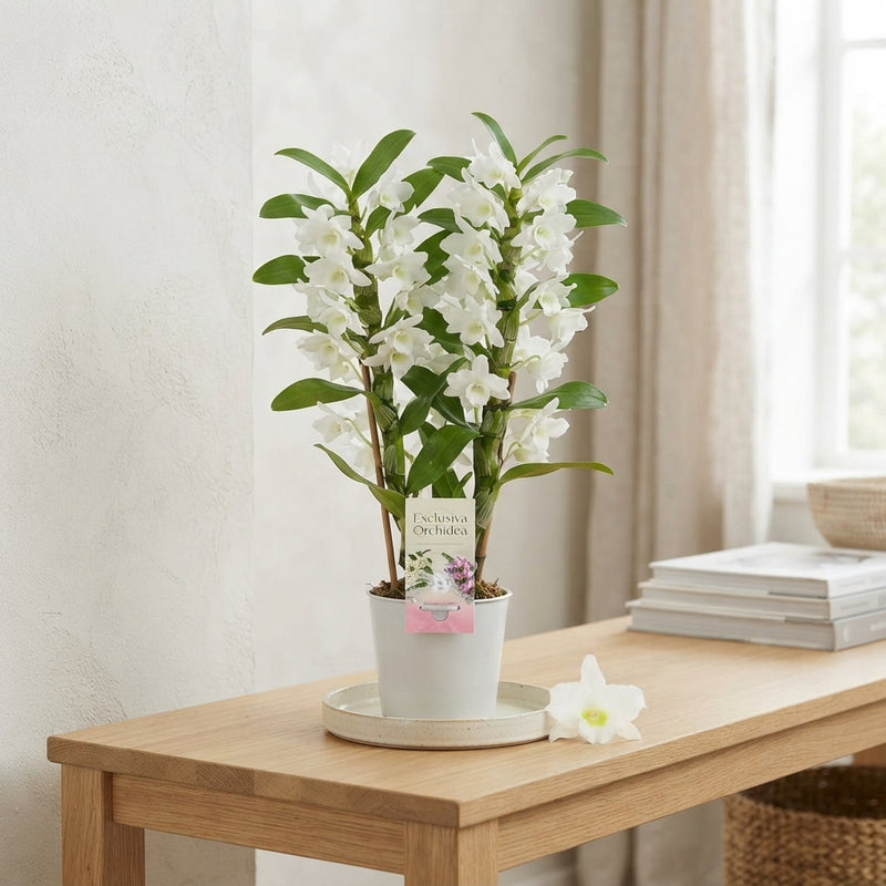 White Dendrobium Nobile Orchid – 12cm Pot, 45cm
