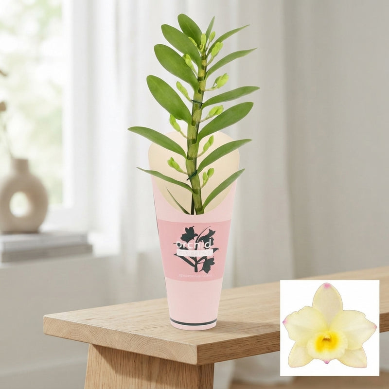 Dendrobium Nobile ‘Tweety’ Orchid – 12cm Pot
