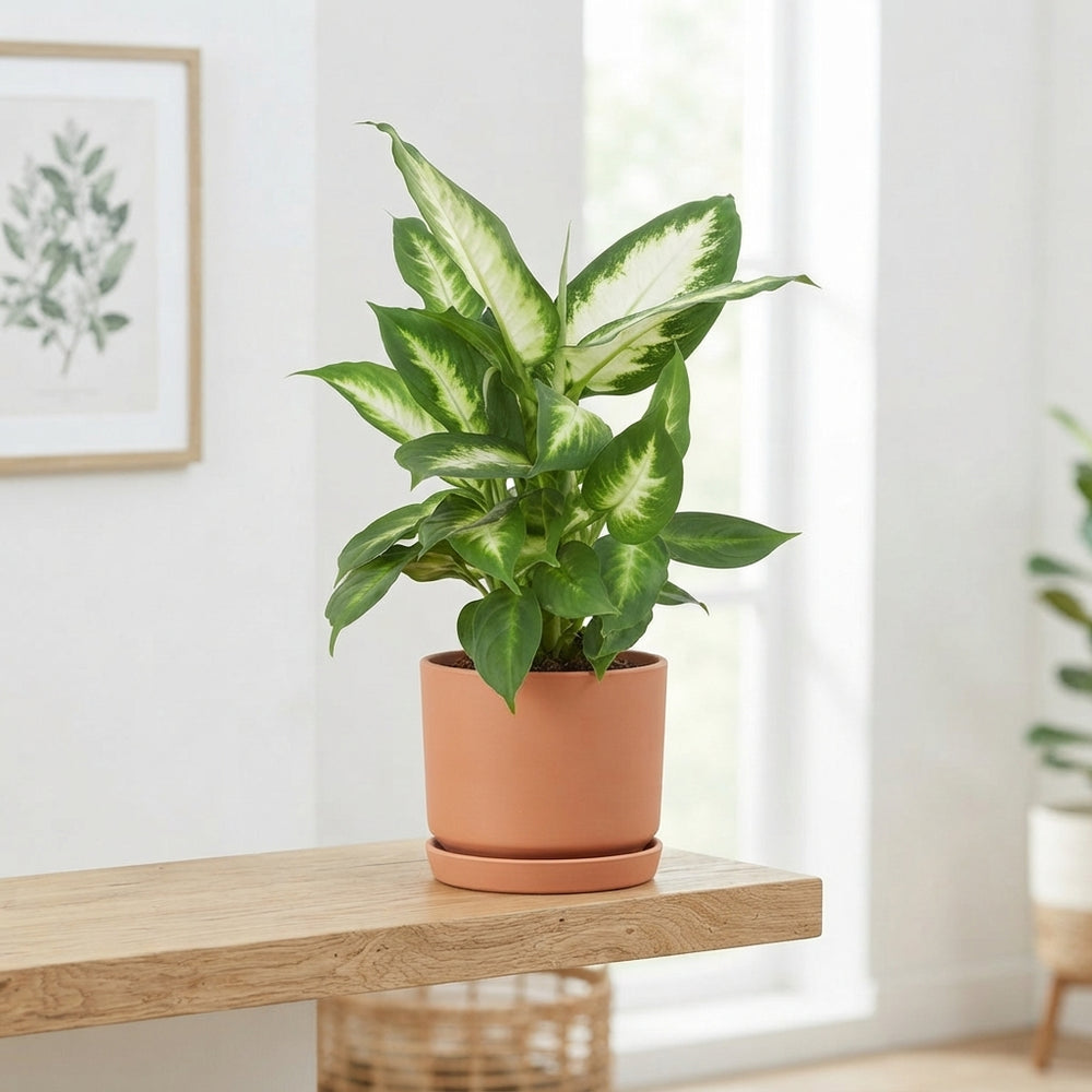 Dieffenbachia Camille – 12cm Pot, 40cm High
