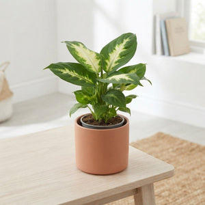 Dieffenbachia Dumb Cane – 8.5cm Pot, 28cm High