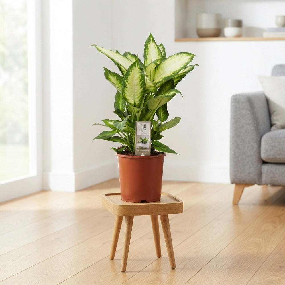 Dieffenbachia Camilla Dumb Cane – 17cm Pot, 50cm High