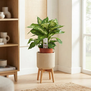 Dieffenbachia Compacta – 17cm Pot, Approx. 50cm High