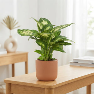 Dieffenbachia Compacta – 12cm Pot, 40cm High