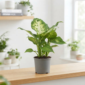 Dieffenbachia Compacta – 8.5cm Pot, 28cm High