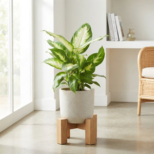 Mixed Dieffenbachia Houseplant – 12cm Pot, 40cm High