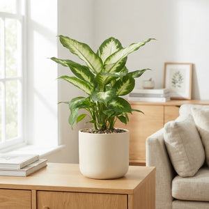 Mixed Dieffenbachia Houseplant – 12cm Pot, 40cm High