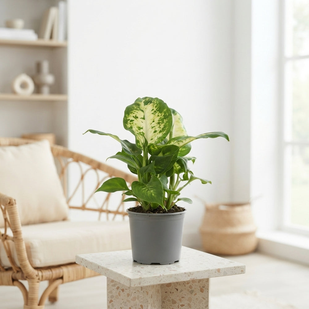 Mixed Dieffenbachia Houseplant – 8.5cm Pot