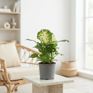 Mixed Dieffenbachia Houseplant – 8.5cm Pot