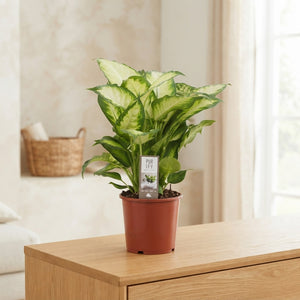 Mixed Dieffenbachia ‘Camilla Compacta’ – 17cm Pot