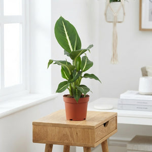 Dieffenbachia ‘Green Magic’ – 12cm Pot