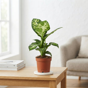 Dieffenbachia ‘Sublime’ – 12cm Pot, Approx. 40cm High