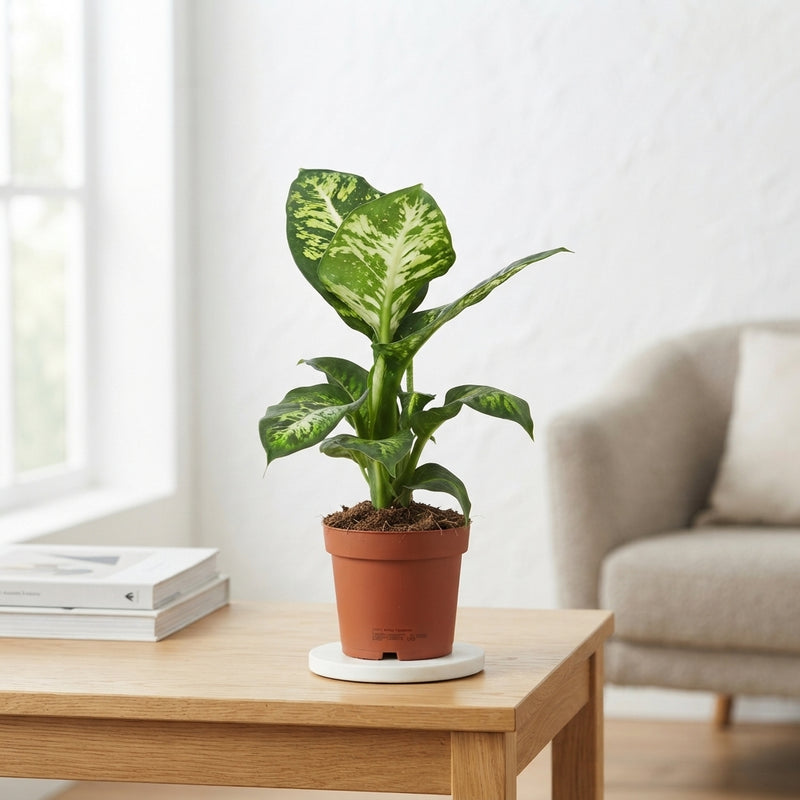 Dieffenbachia ‘Sublime’ – 12cm Pot, Approx. 40cm High