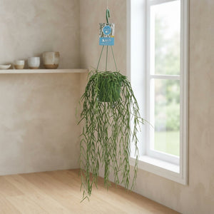 Hoya linearis – 14cm Pot