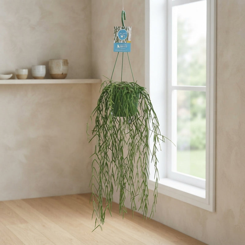 Hoya linearis – 14cm Pot