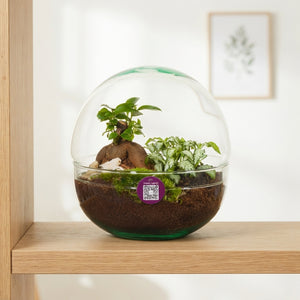 Medium Glass Terrarium – 19cm