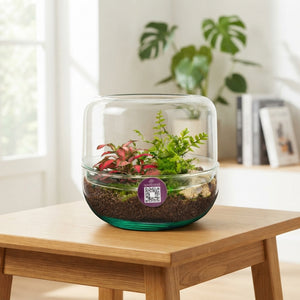 Small Terrarium Arrangement – 14cm Glass Pot