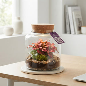 Small Mercury Terrarium with LED Light – 12cm