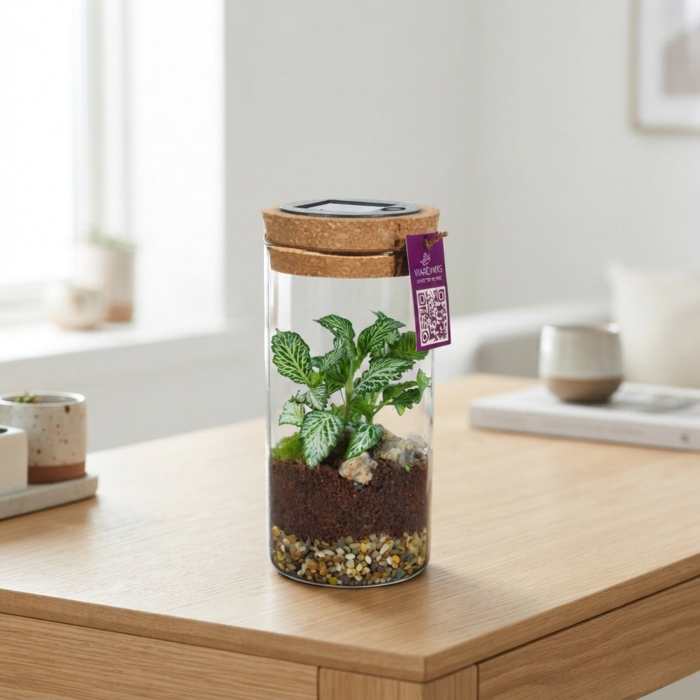 Medium Sirius Glass Terrarium with LED Light – 8cm