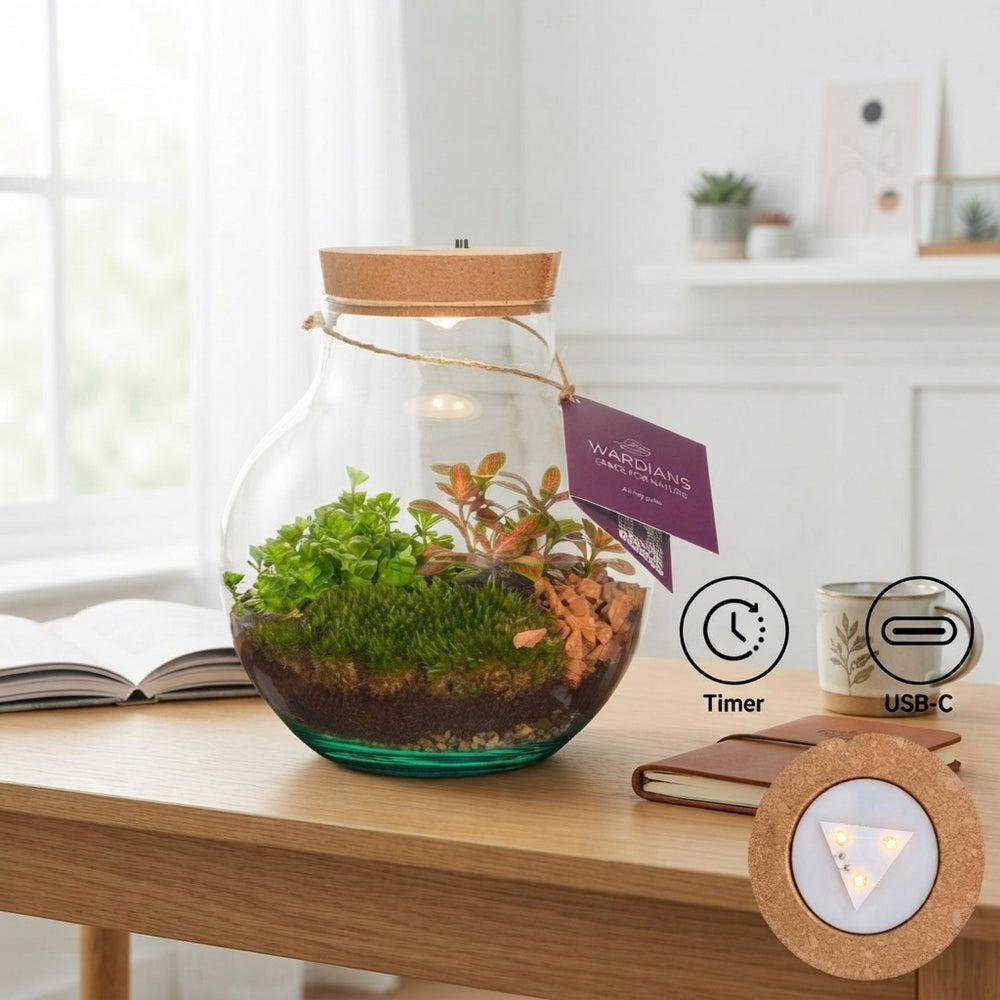 Venus Flytrap Terrarium with LED Showbox – 20cm