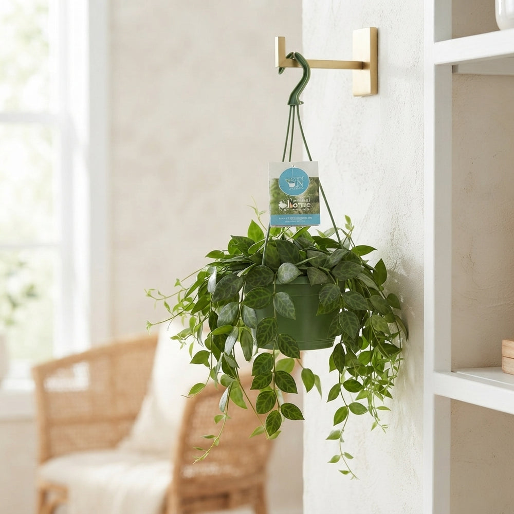 Mixed Hanging Houseplant – 14cm Pot, 40cm Tall