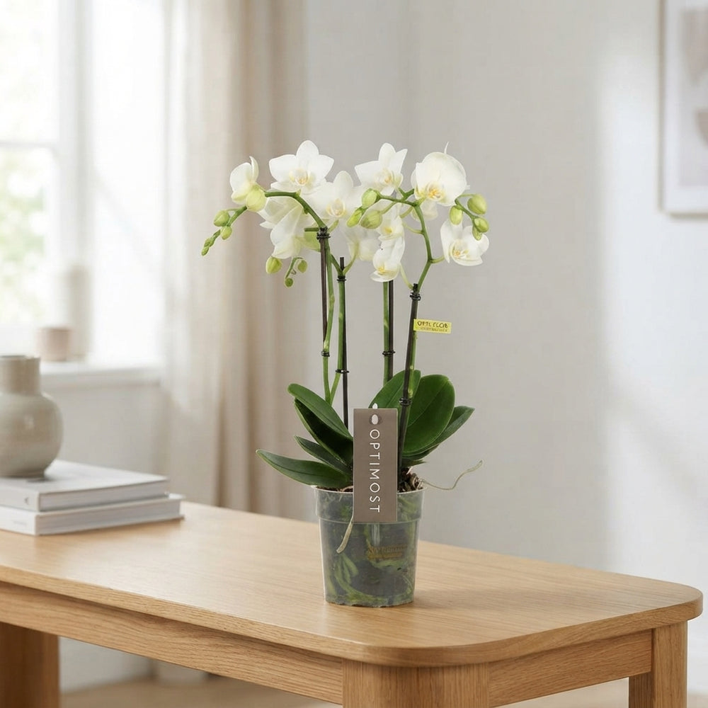 White Phalaenopsis Orchid (4 Stem) – 12cm Pot
