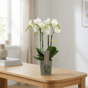 White Phalaenopsis Orchid (4 Stem) – 12cm Pot