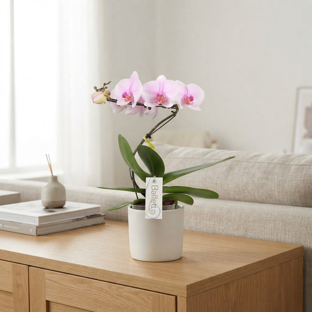 Pink Phalaenopsis Orchid ‘Balletto’ – 12cm Pot