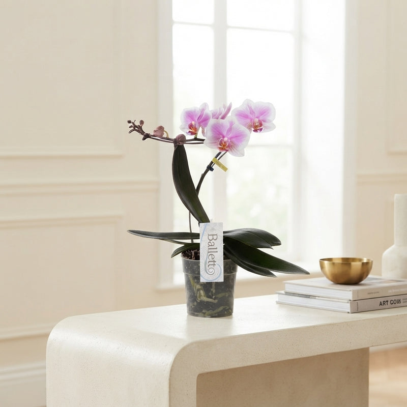 Mixed Phalaenopsis Orchid – 12cm Pot, 45cm Tall