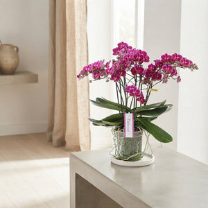 White Phalaenopsis Orchid – 15cm Pot, 50cm