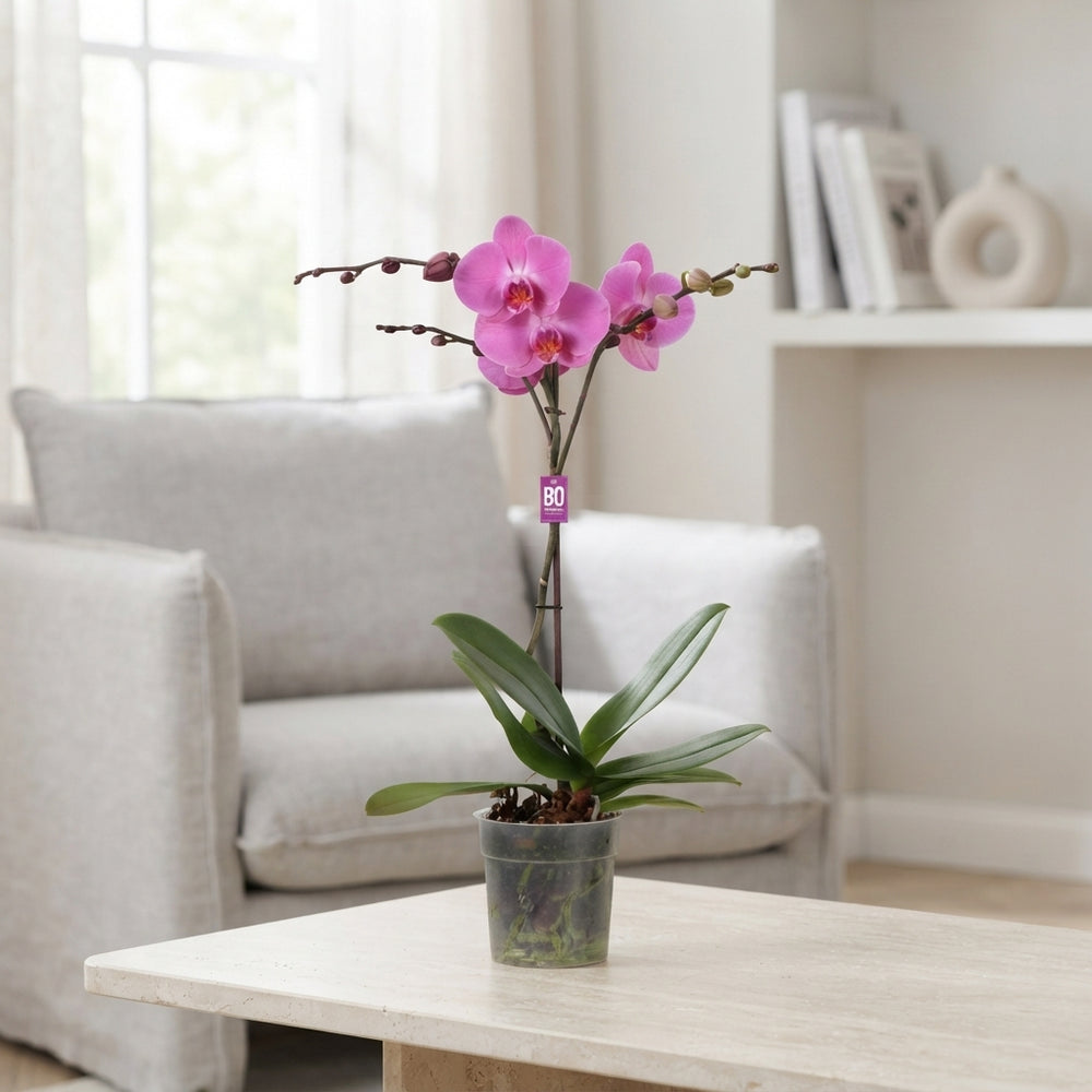 Mixed Phalaenopsis Orchid – 2 Stem, 12cm Pot