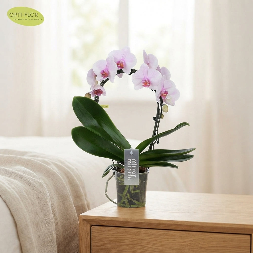 Pink Phalaenopsis Orchid – 2 Stem, 12cm Pot