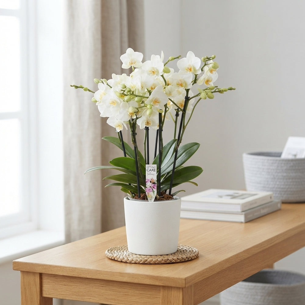 White Phalaenopsis Orchid – 3-Stem, 12cm Pot