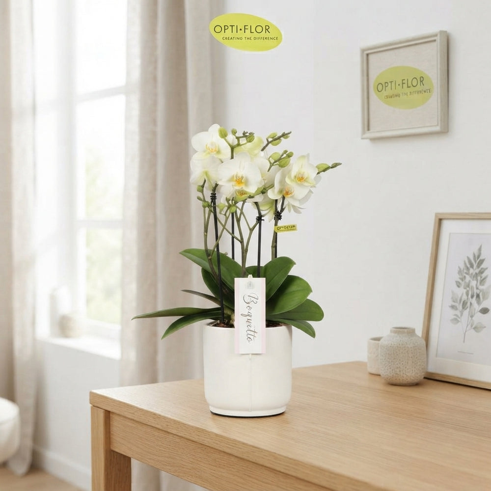 White Phalaenopsis Orchid – 12cm Ceramic Pot