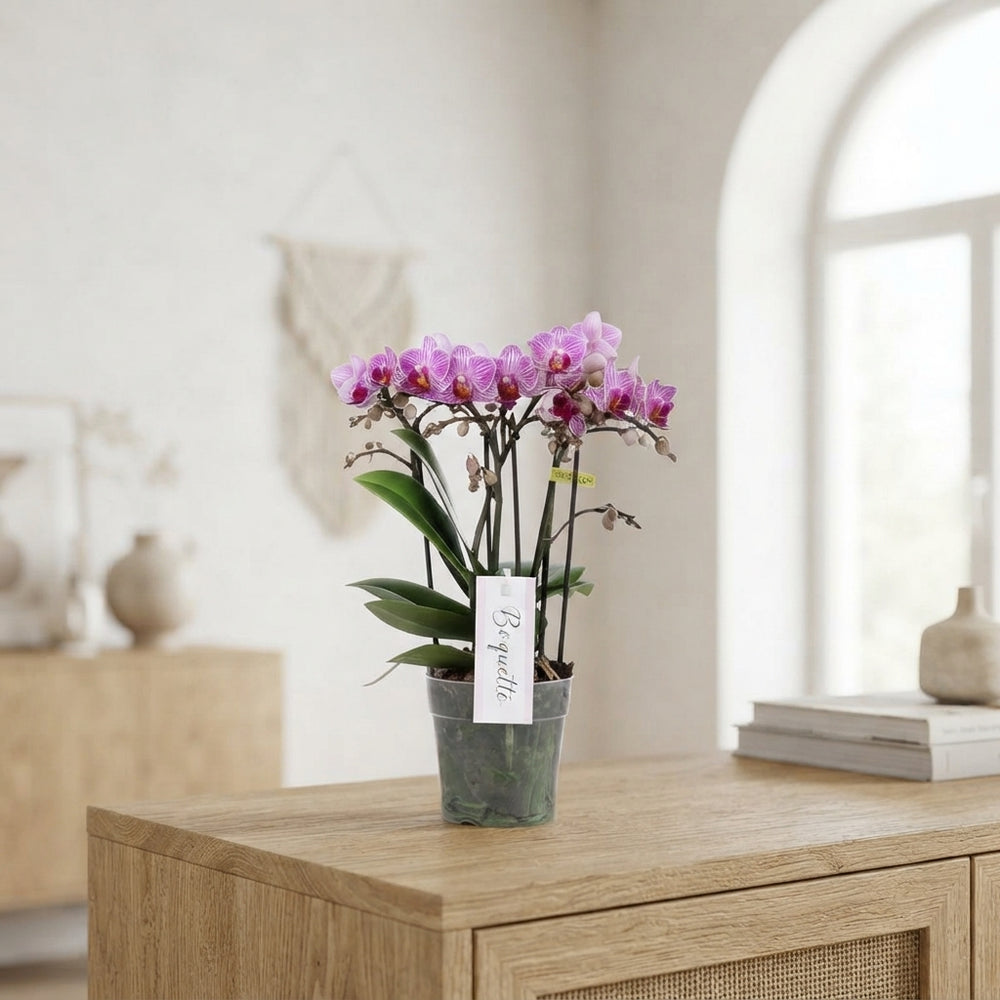 Phalaenopsis Orchid ‘Boquetto Delight’ – 12cm Pot