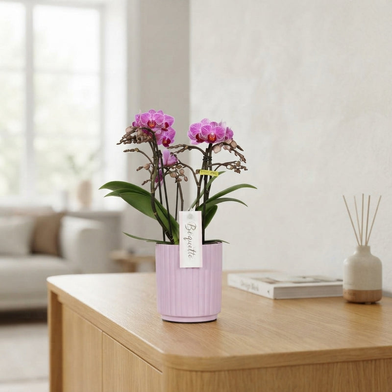 Mixed Phalaenopsis Orchid – 12cm Pot, 35cm High