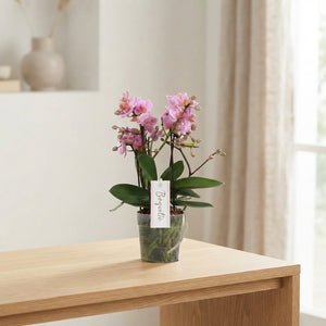 Mixed Pastel Phalaenopsis Orchid – 12cm Pot