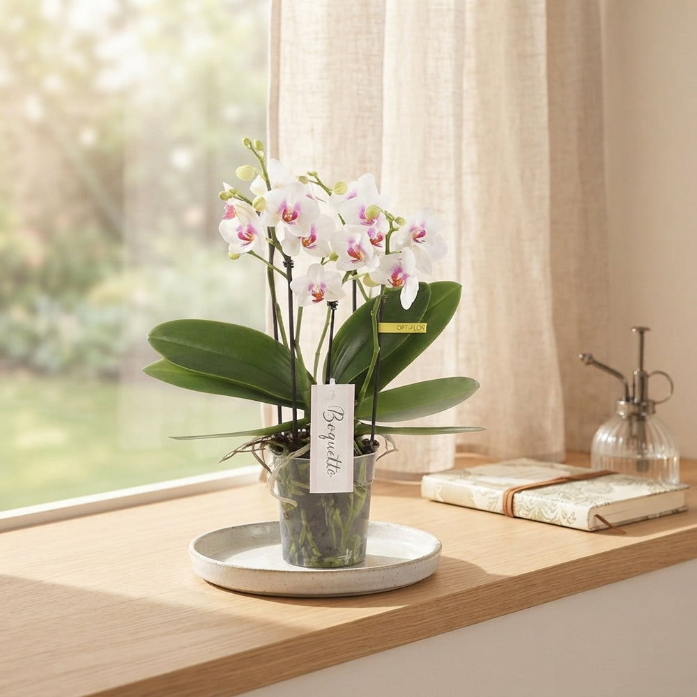 White Phalaenopsis Orchid – 12cm Pot, 40cm Tall