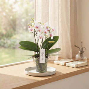 White Phalaenopsis Orchid – 12cm Pot, 40cm Tall