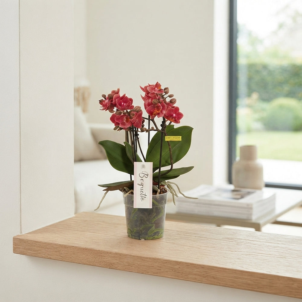 Red Phalaenopsis Orchid – 12cm Pot, 35cm High