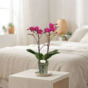 Asian Violin Phalaenopsis Orchid – 12cm Pot, 45cm