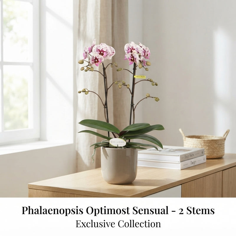 Mixed Phalaenopsis Orchid – 2 Stem, 12cm Pot