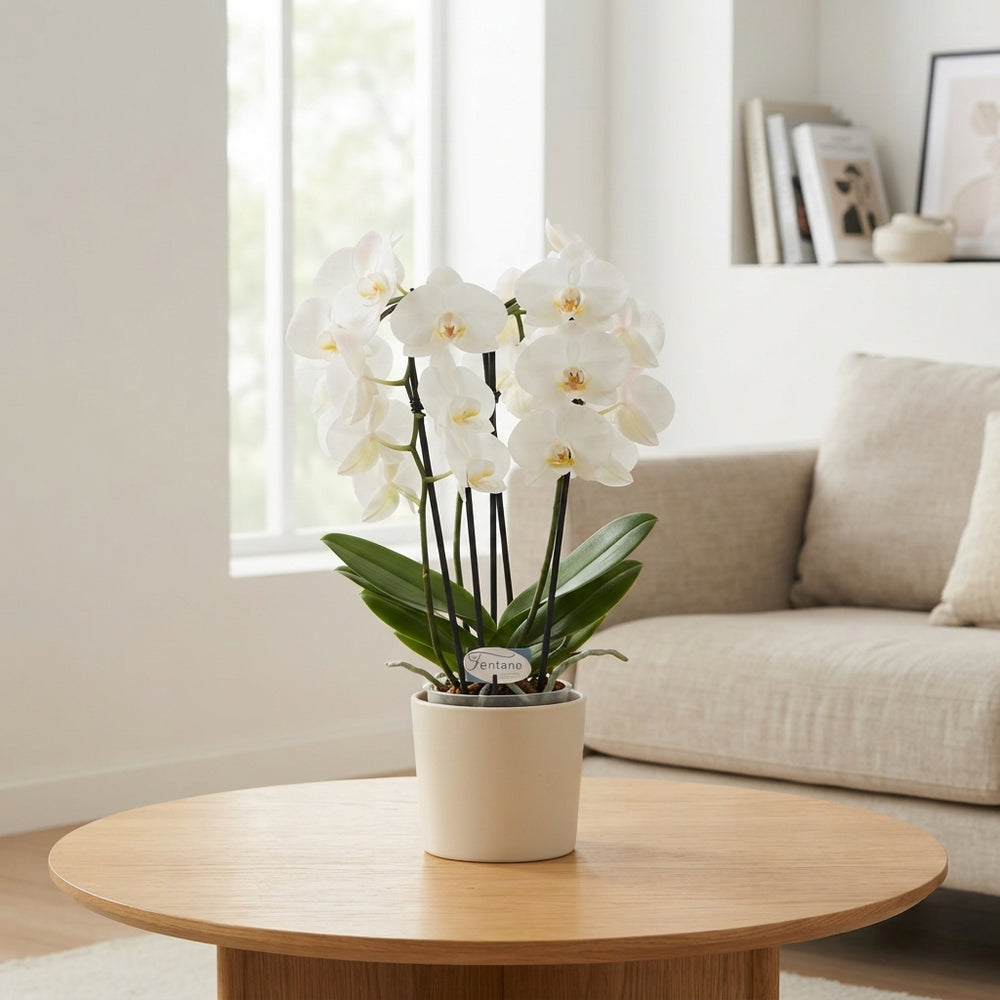 White Phalaenopsis Orchid – 5 Stem, 12cm Pot