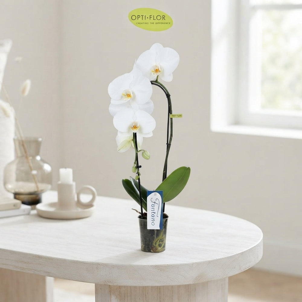Mixed Phalaenopsis Orchid – 9cm Pot, 50cm High