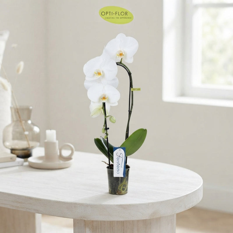 Mixed Phalaenopsis Orchid – 9cm Pot, 50cm High