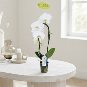 Mixed Phalaenopsis Orchid – 9cm Pot, 50cm High