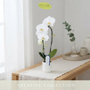 Mixed Phalaenopsis Orchid – 9cm Ceramic Pot
